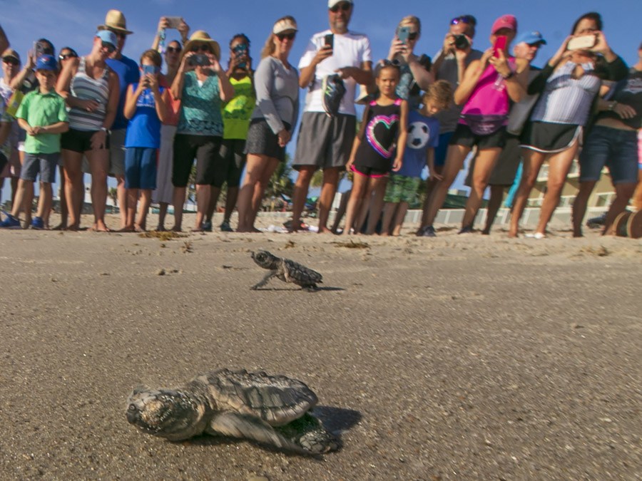 Loggerhead hatching released as part of a Turtle Dig